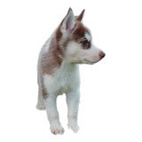 Husky Siberiano 