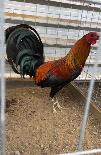 Gallo De Combate Trío Disponible 