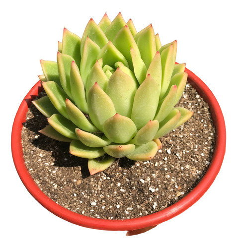 Echeveria Agavoide 