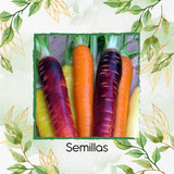 50 Semillas Orgánicas De Zanahoria De Colores