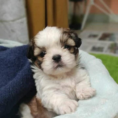 Shizut Tricolor Miniatura De Dos Meses 