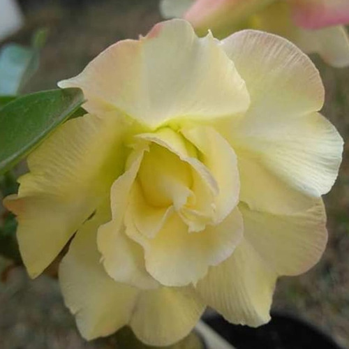 Rosa Do Deserto Dobrada Perfumada Amarela Yellow Masterpiece