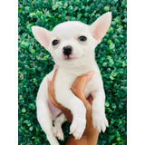 Chihuahua Pelo Curto Os Doraveis Filhotes 