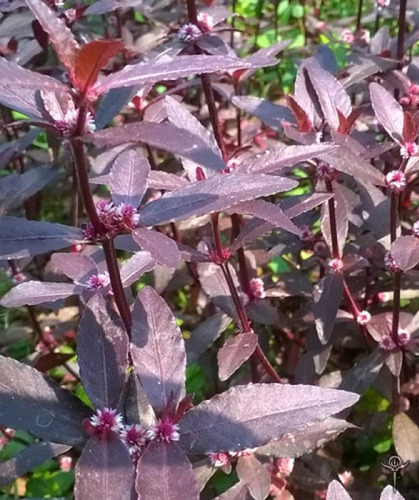 Plantas Acuaticas Althernantera Sessilis Pecera Estanque