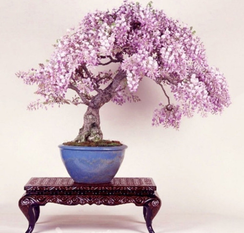 Semillas Arbol Bonsai Rosa Hemoso Y Rosa Exotica