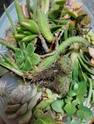 Cactus Y Suculentas X 60 Esquejes