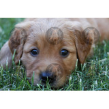 Cachorros Golden Retriever 100% Puros, Robustos Hermosos