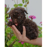 Lindos Cachorritos French Poodle Rojo Apricot Chocolate 