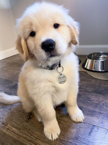 Perros Cachorros Golden Retriever Retiver Puppy