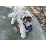 Shih Tzu Inscrito Kcc Para Monta