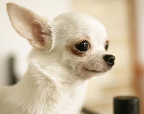 Cachorro Chihuahua Blanco Cabeza De Manzana 010