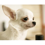 Cachorro Chihuahua Blanco Cabeza De Manzana 010