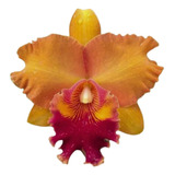 Orquídea Cattleya Mirian Suzuki Orange Crush Adulta