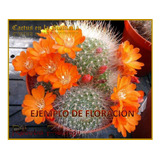 Rebutia Fiebrigii Pequeño - Cactus Cultivado En 3pulgadas