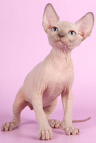 Filhotes Sphynx