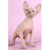 Filhotes Sphynx