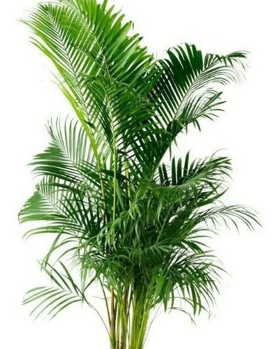 Muda De Palmeira Areca Bambu 60 A 80 Cm. 