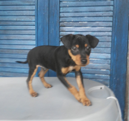 Pinscher Pretinhos Belo Filhote