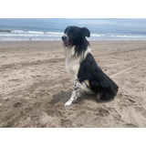 Border Collie Busca Novia