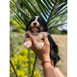 Cachorros Bernes De La Montaña. Todas Las Razas De Perros