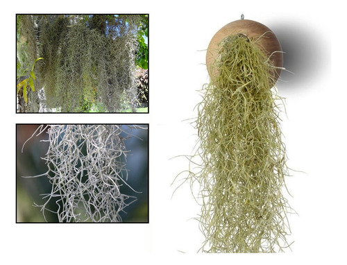 2 Plantas Bromélia Musgo Tillandsia Usneoides Barba De Pau