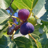 Higuera  - Arboles Frutales