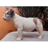 Bull Dog Inglés Cachorro