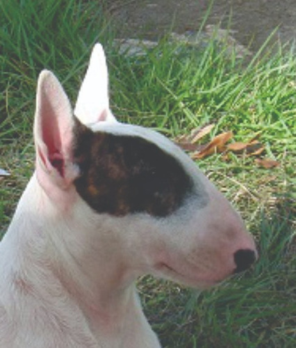 Bull Terrier Filhotes - Cabeça Bem Curvada