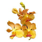 Orquídea Vanda Laranja Espetáculo - Combinação Perfeita!!!