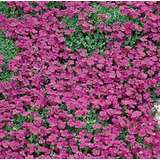 100 Semillas De Aubrieta Rosa+ Instructivo 