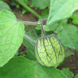 Uchuva Physalis Peruviana Frutal Arbusto