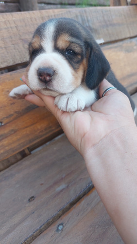 Vendo Cachorro Beagle Tricolor