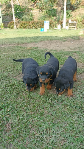 Cachorros Rottweiler Bogotá Animal Pets Colombia 