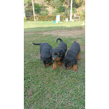 Cachorros Rottweiler Bogotá Animal Pets Colombia 