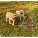 Cachorros 100% Puros Criadero Golden Retriever Argentina--