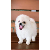 Cachorros Pomerania Lulu De Color Blanco Hembra