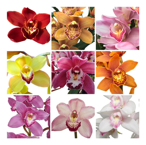 Kit Com 5 Mudas De Orquidea Cymbidium Frete Gratis