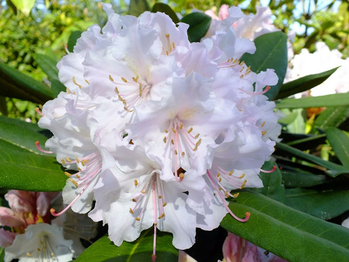 Semillas De Rododendro Blanco Alta Germinación 