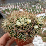Semillas Cactus - Dolichothele Camptotricha