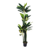 Dieffenbachia Árbol Planta Artificial  Grande  2.0 Mts