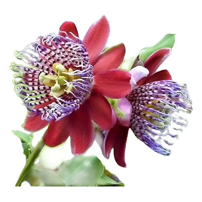 Pasionaria Roja Planta Passiflora Alata Mercadoenvios Gratis | Meses sin interés