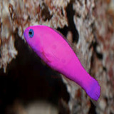 Peixe Marinho Pseudochromis  Fridmani