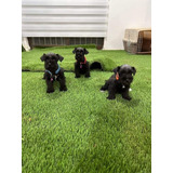 Cachorros Schnauzer Miniatura