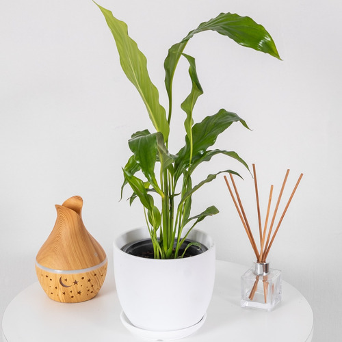 Planta De Interior - Spathiphyllum Ó Cuna De Moisés