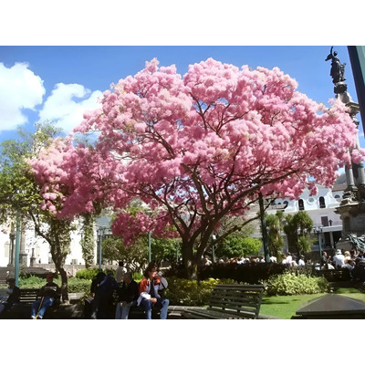 Arbolito De Primavera Rosa Macuilís Maculís | MercadoLibre