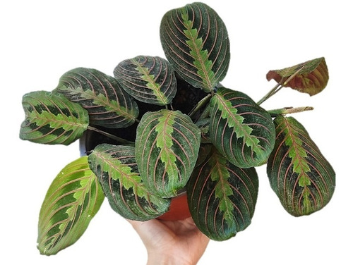 Maranta Leuconeura Planta De Interior