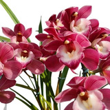 Linda Orquídea Cymbidium Pendente Ruby Sarah Planta Adulta 