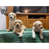 Preciosos Cachorros Labrador, Hembra Y Macho.