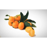 Kumquat Dulce Variedad Meiwa , Naranja Japonesa 1 Metro