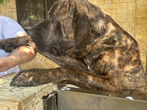 Hermosos Cachorros Fila Brasilero